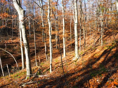 Hunting, Building Sites, Utilities, Woods, Quiet, Dead-End Road - image 20