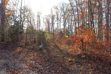 Hunting, Building Sites, Utilities, Woods, Quiet, Dead-End Road - image 10