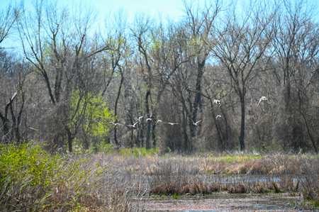 Home For Sale Lamar, Missouri, Barton County - image 38