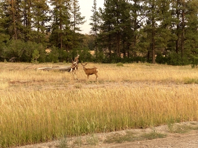 50 acres +/- For Sale Near Kiamichi River! - image 14