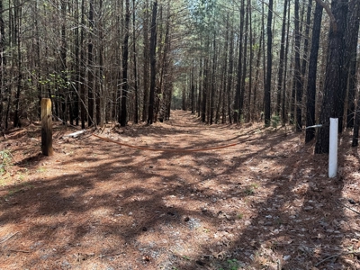 23 Acres with Pines, Creek & Road Frontage VA Land - image 25