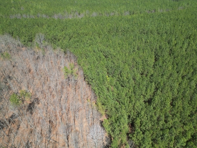 23 Acres with Pines, Creek & Road Frontage VA Land - image 5