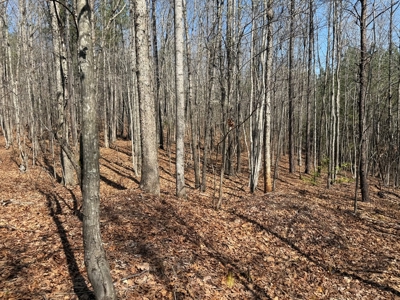 23 Acres with Pines, Creek & Road Frontage VA Land - image 8