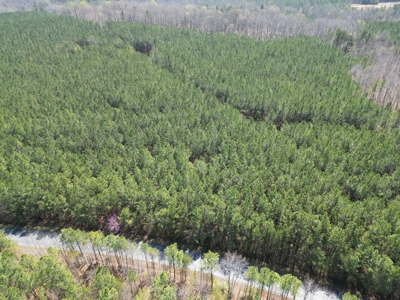 23 Acres with Pines, Creek & Road Frontage VA Land - image 2