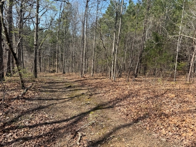 23 Acres with Pines, Creek & Road Frontage VA Land - image 17