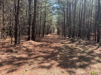 23 Acres with Pines, Creek & Road Frontage VA Land - image 23