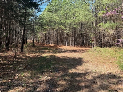 23 Acres with Pines, Creek & Road Frontage VA Land - image 24