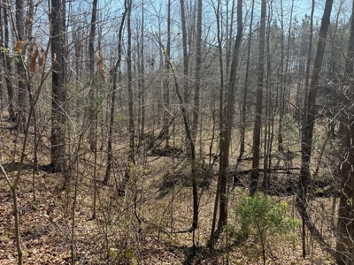 23 Acres with Pines, Creek & Road Frontage VA Land - image 13