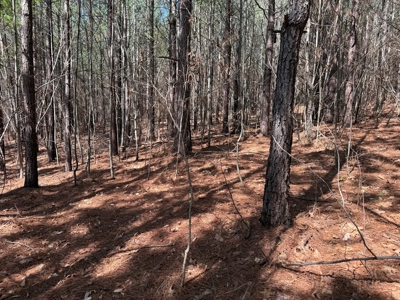 23 Acres with Pines, Creek & Road Frontage VA Land - image 15
