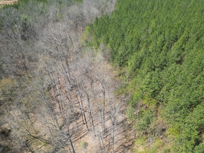 23 Acres with Pines, Creek & Road Frontage VA Land - image 6