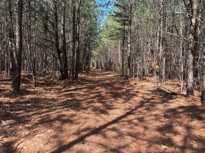 23 Acres with Pines, Creek & Road Frontage VA Land - image 22