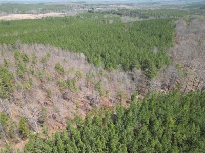 23 Acres with Pines, Creek & Road Frontage VA Land - image 7