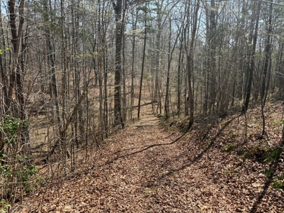 23 Acres with Pines, Creek & Road Frontage VA Land - image 9