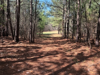 23 Acres with Pines, Creek & Road Frontage VA Land - image 19