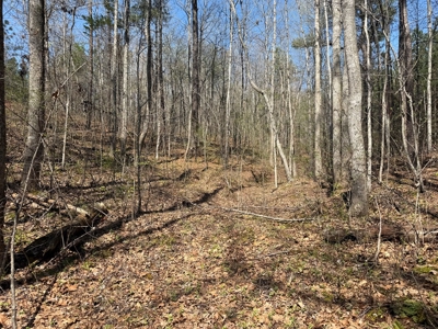 23 Acres with Pines, Creek & Road Frontage VA Land - image 16