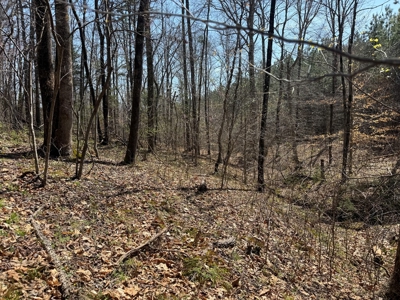 9 Acres with Road Frontage & Pines in Buckingham VA - image 17