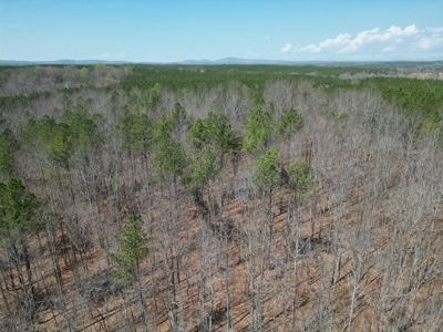 9 Acres with Road Frontage & Pines in Buckingham VA - image 6