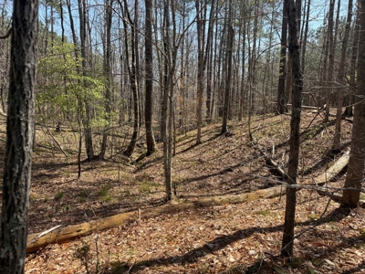 9 Acres with Road Frontage & Pines in Buckingham VA - image 13