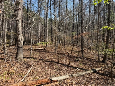 9 Acres with Road Frontage & Pines in Buckingham VA - image 12