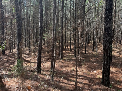 9 Acres with Road Frontage & Pines in Buckingham VA - image 8