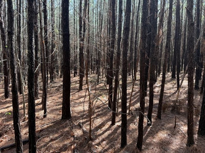 9 Acres with Road Frontage & Pines in Buckingham VA - image 10