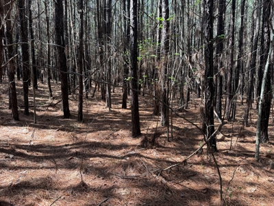 9 Acres with Road Frontage & Pines in Buckingham VA - image 11