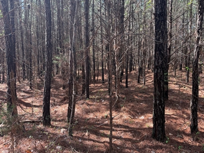 9 Acres with Road Frontage & Pines in Buckingham VA - image 7