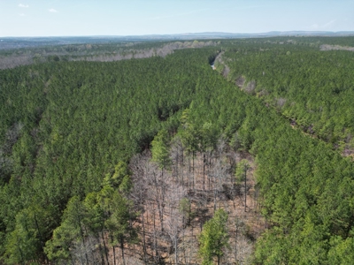 9 Acres with Road Frontage & Pines in Buckingham VA - image 4