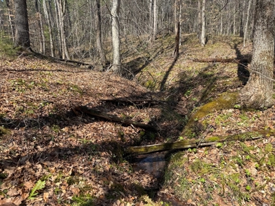 9 Acres with Road Frontage & Pines in Buckingham VA - image 15