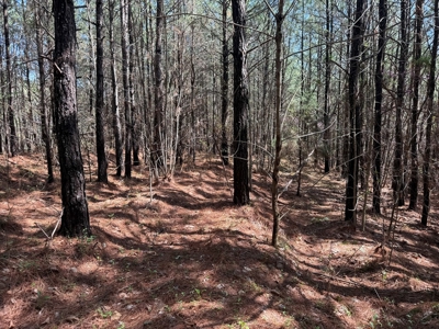 9 Acres with Road Frontage & Pines in Buckingham VA - image 9