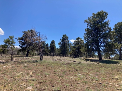 No Covenants 40 Acre Property Near Telluride & Ridgway - image 6