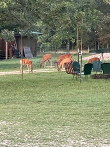 Rustic Country Home in Secluded Missouri Ozarks in Theodosia, MO - image 41