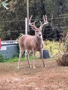 Rustic Country Home in Secluded Missouri Ozarks in Theodosia, MO - image 35
