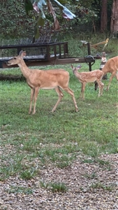 Rustic Country Home in Secluded Missouri Ozarks in Theodosia, MO - image 39