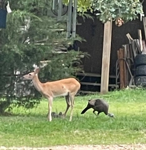 Rustic Country Home in Secluded Missouri Ozarks in Theodosia, MO - image 38
