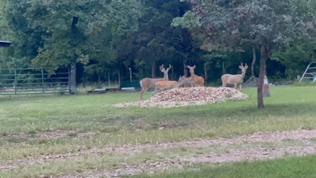 Rustic Country Home in Secluded Missouri Ozarks in Theodosia, MO - image 40
