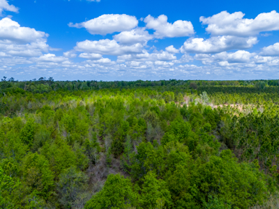 5-Acre Wooded Retreat: No Restrictions Near Suwannee River - image 10