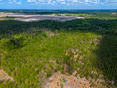 20-Acre Unrestricted Farm: High & Dry Near Live Oak - image 5