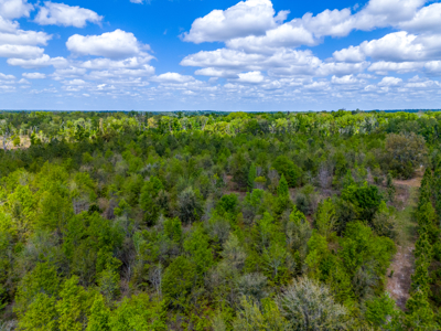 20-Acre Unrestricted Farm: High & Dry Near Live Oak - image 11