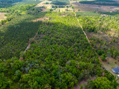 20-Acre Unrestricted Farm: High & Dry Near Live Oak - image 7