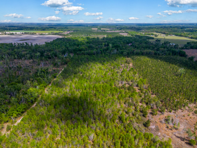 20-Acre Unrestricted Farm: High & Dry Near Live Oak - image 4