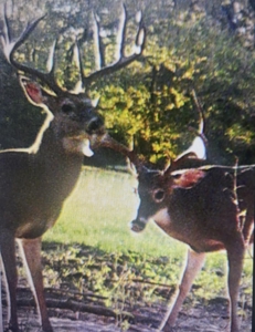 60 acres +/- For Sale Near Kiamichi River! - image 13