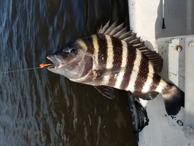 Prime Commercial Corner Lot in the Heart of Horseshoe Beach - image 15