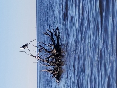 Prime Commercial Corner Lot in the Heart of Horseshoe Beach - image 20