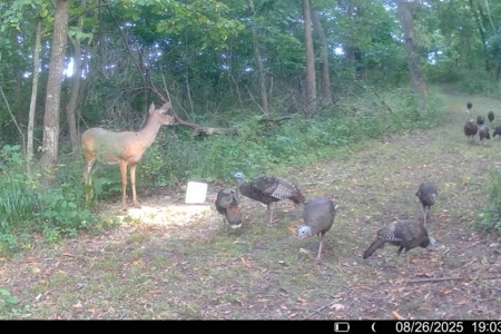 20± Acres with Utilities in DeKalb County, MO - image 20