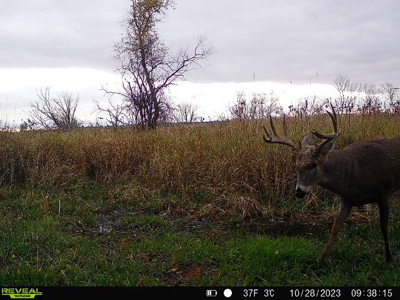 44± Acre Premier Duck and Deer Hunting Property Marquette Cty WI - image 17