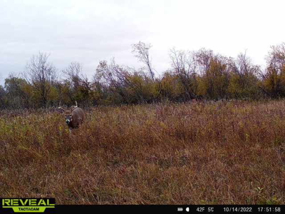 44± Acre Premier Duck and Deer Hunting Property Marquette Cty WI - image 27