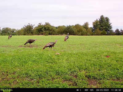 44± Acre Premier Duck and Deer Hunting Property Marquette Cty WI - image 39