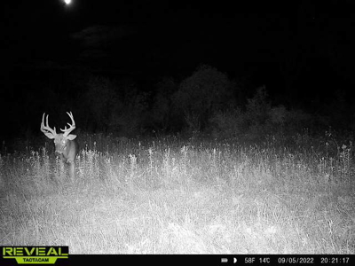 44± Acre Premier Duck and Deer Hunting Property Marquette Cty WI - image 13