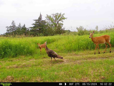 44± Acre Premier Duck and Deer Hunting Property Marquette Cty WI - image 9